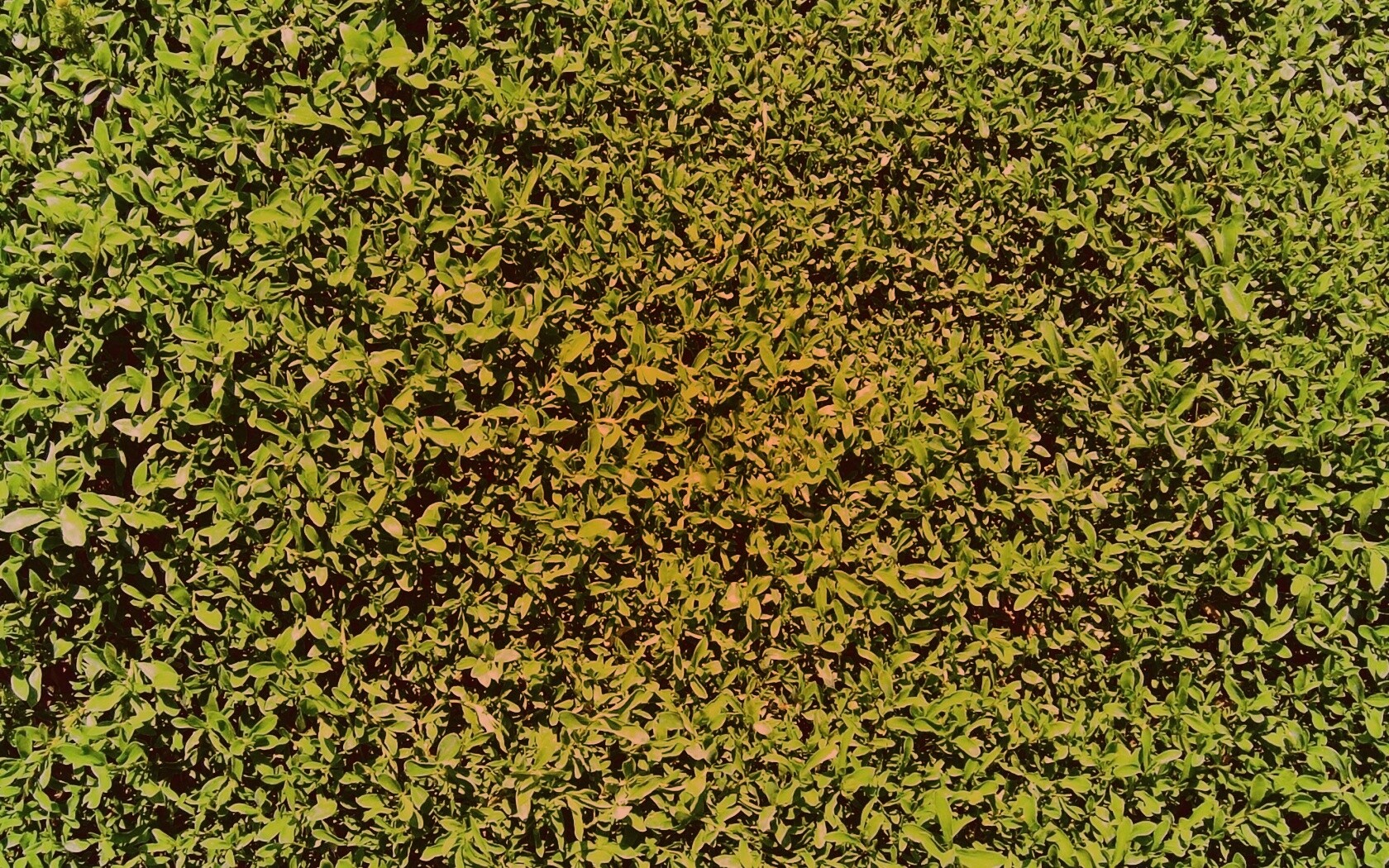 Чайные листья обои