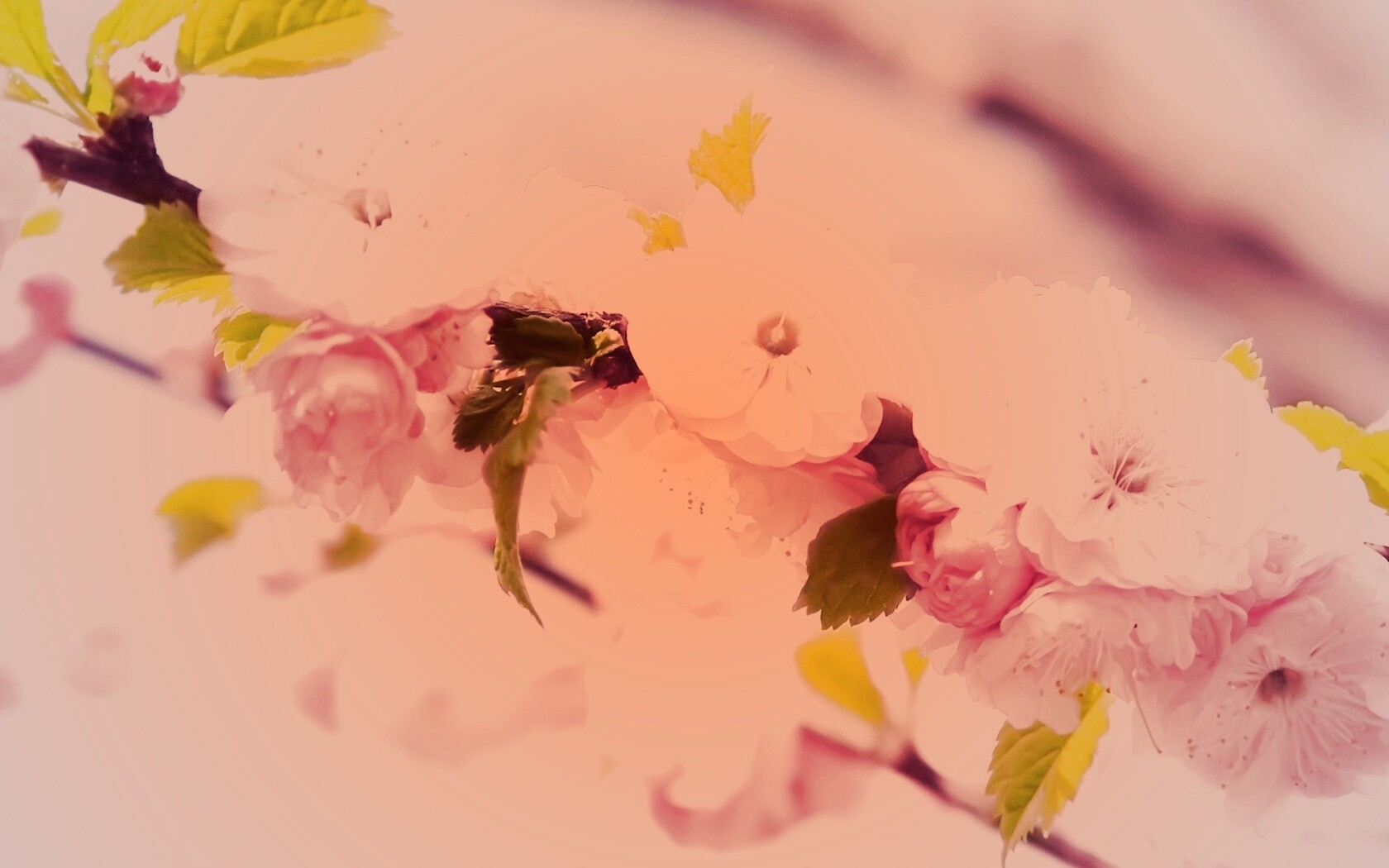 Ветка с цветами обои