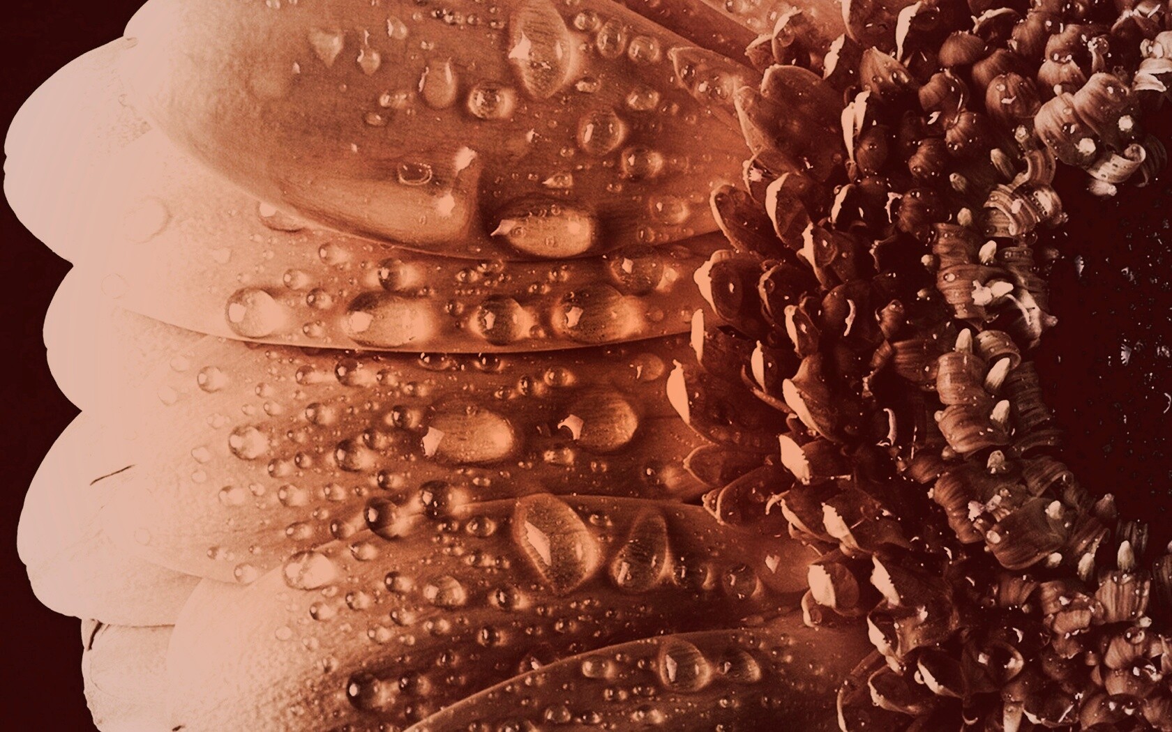 Капли на лепестках гербера обои