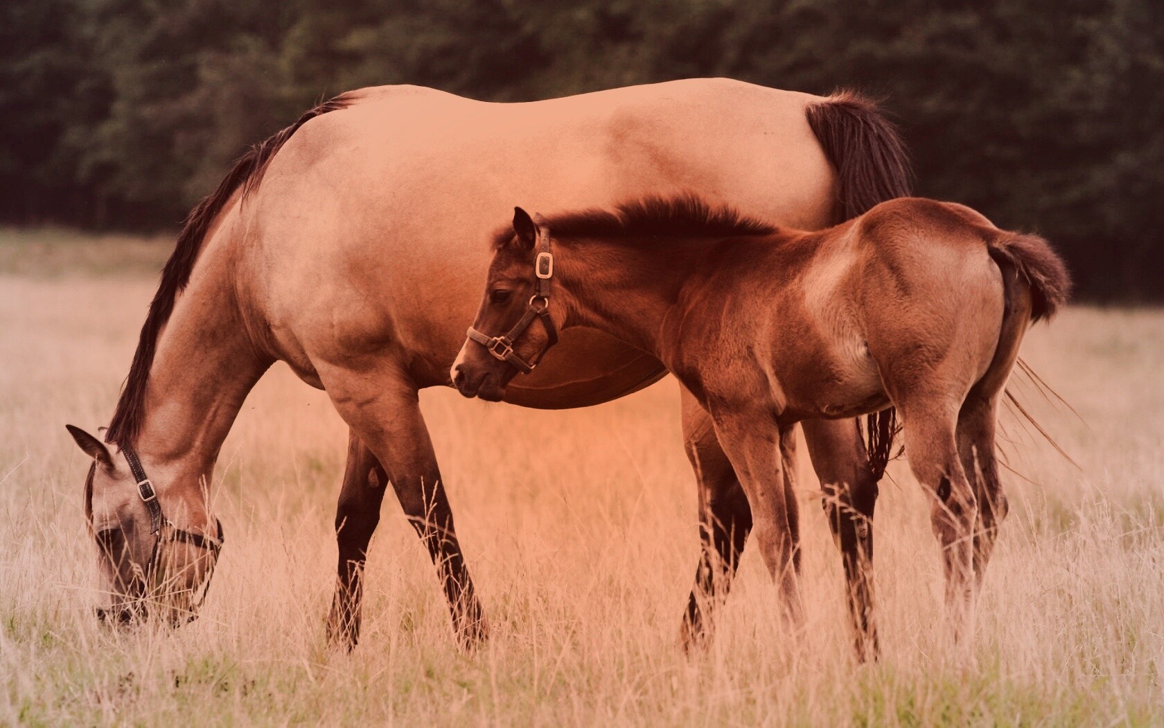 Жеребенок и беременная кобыла обои
