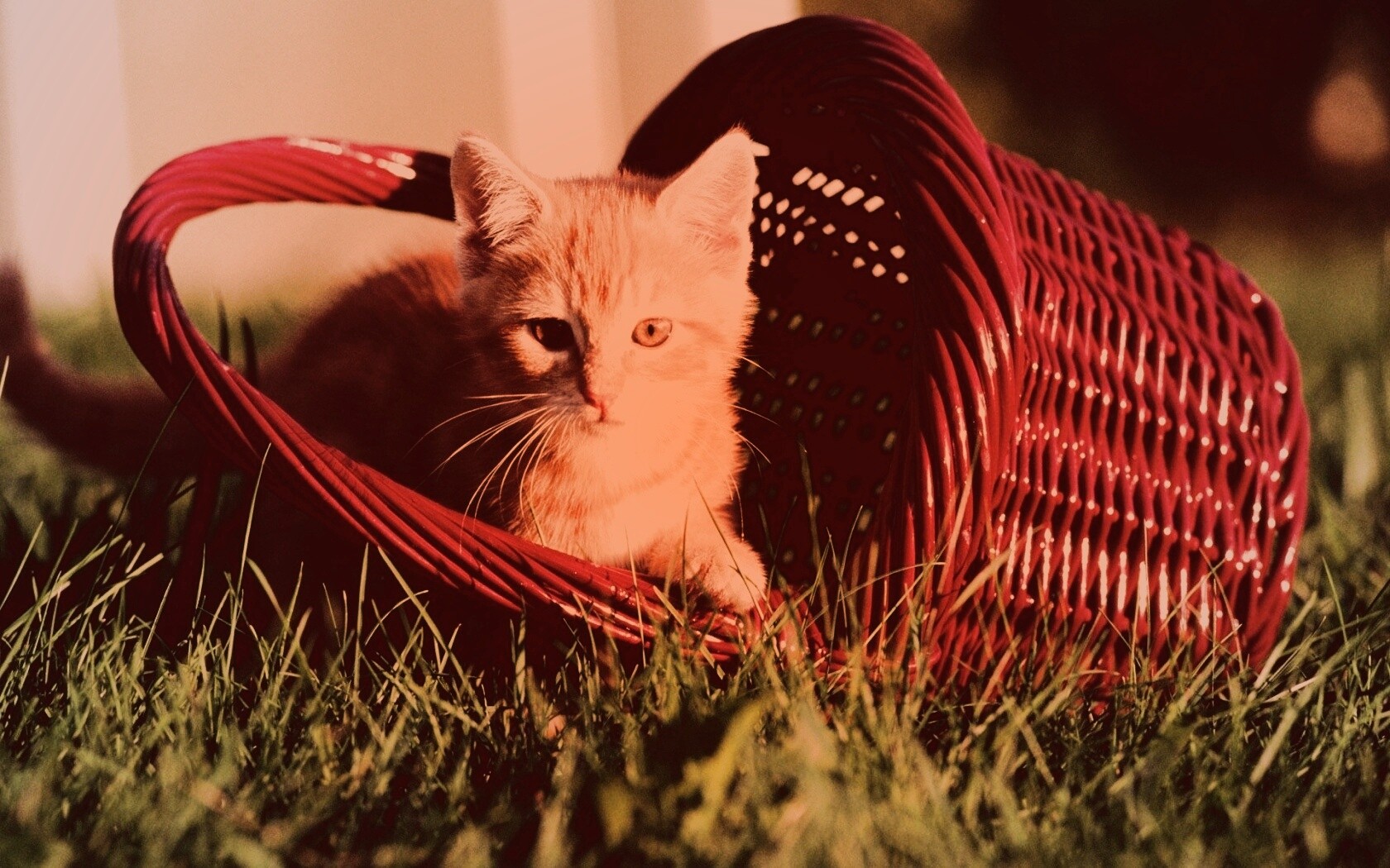 Рыжий котенок в корзине обои