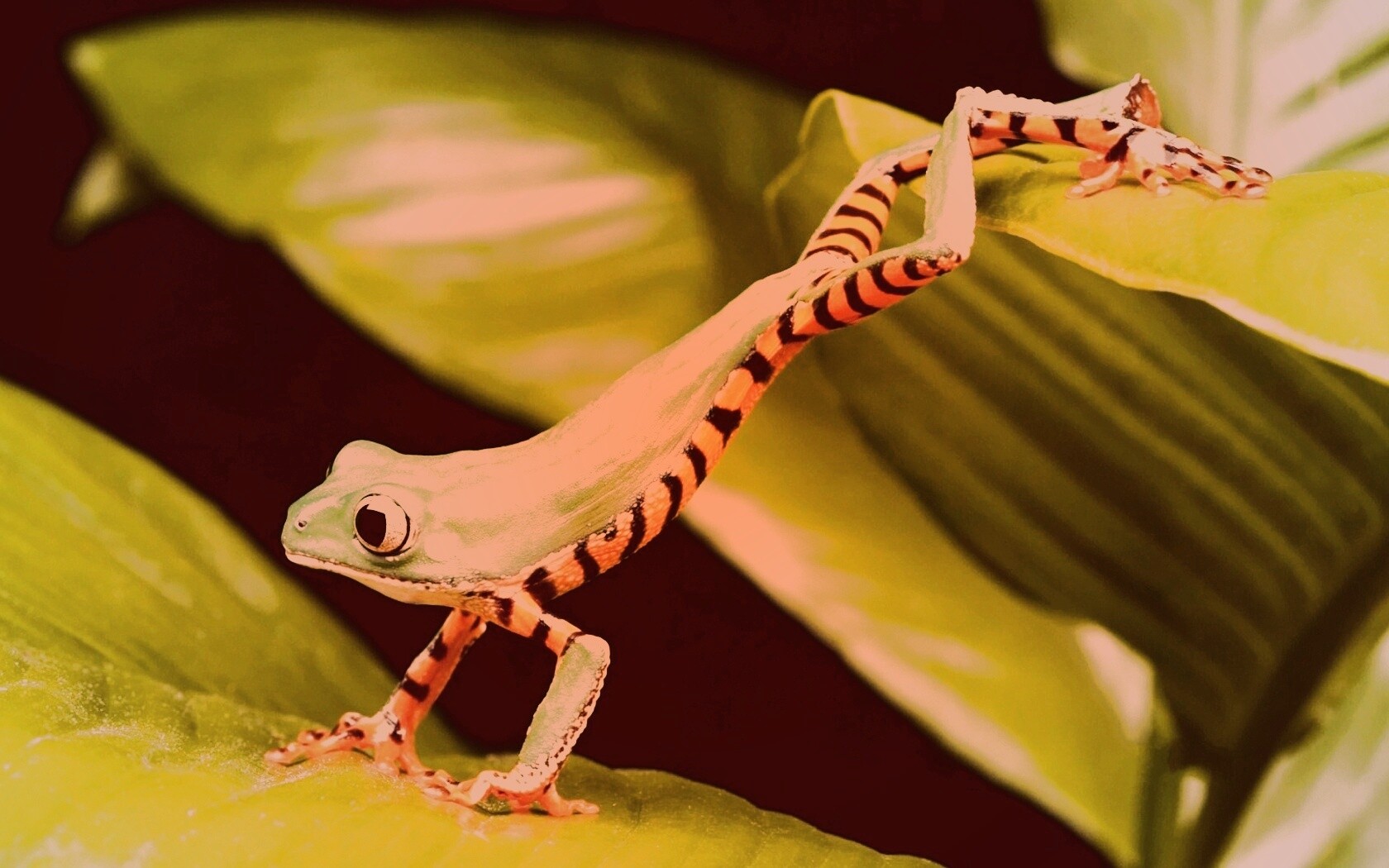 Лягушка переползает с листа на лист обои