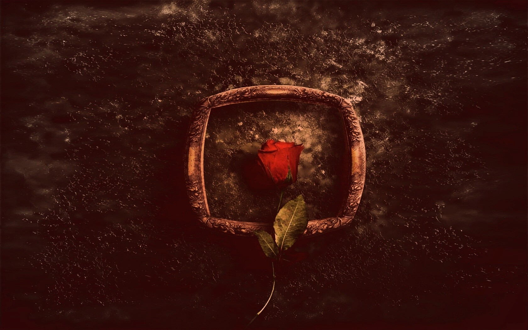 Роза на картинной раме обои