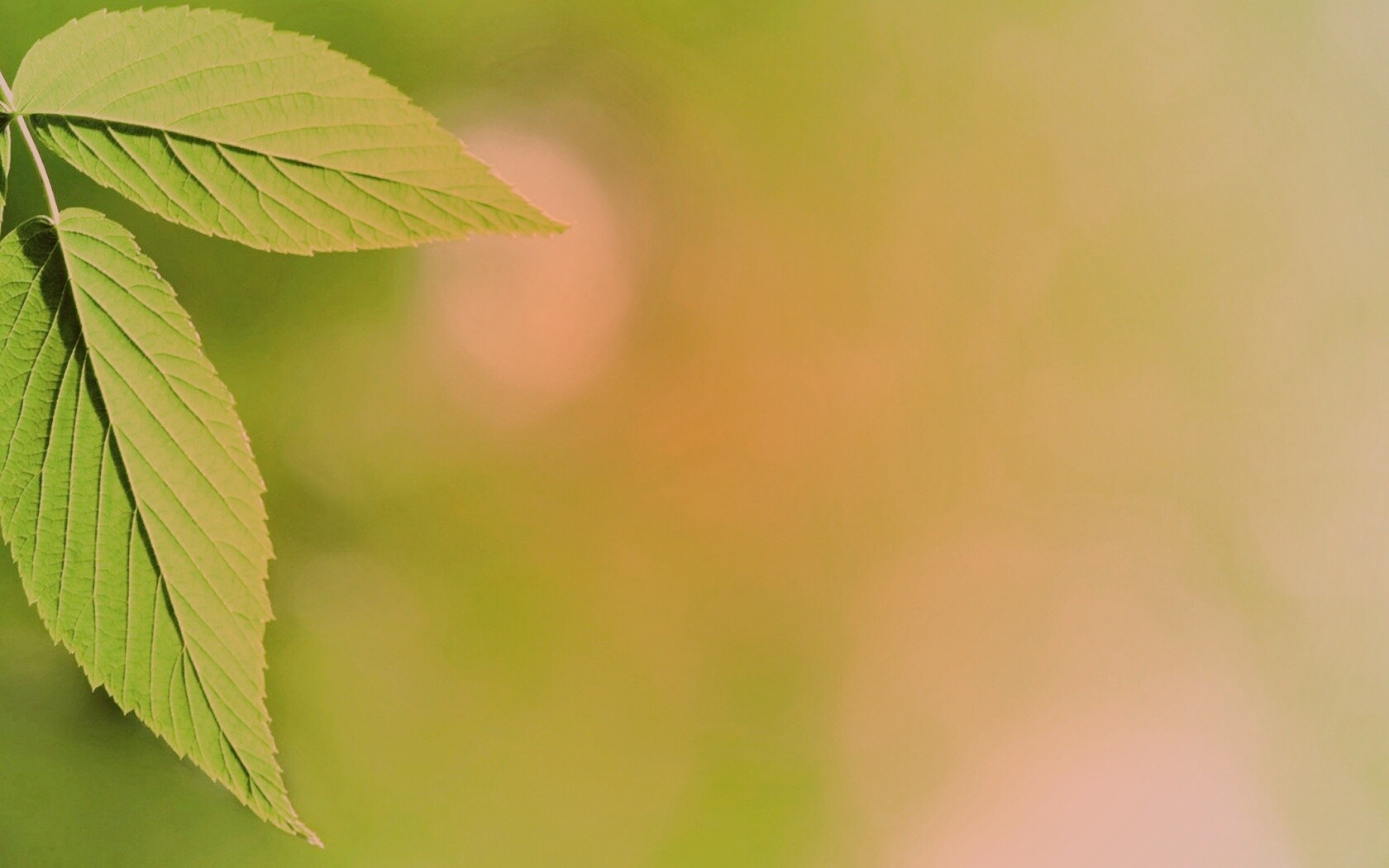 Два листа обои