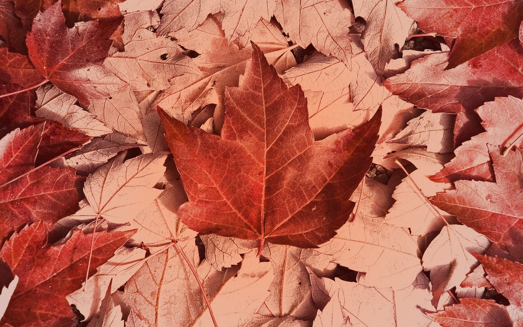 Флаг Канады из листьев обои