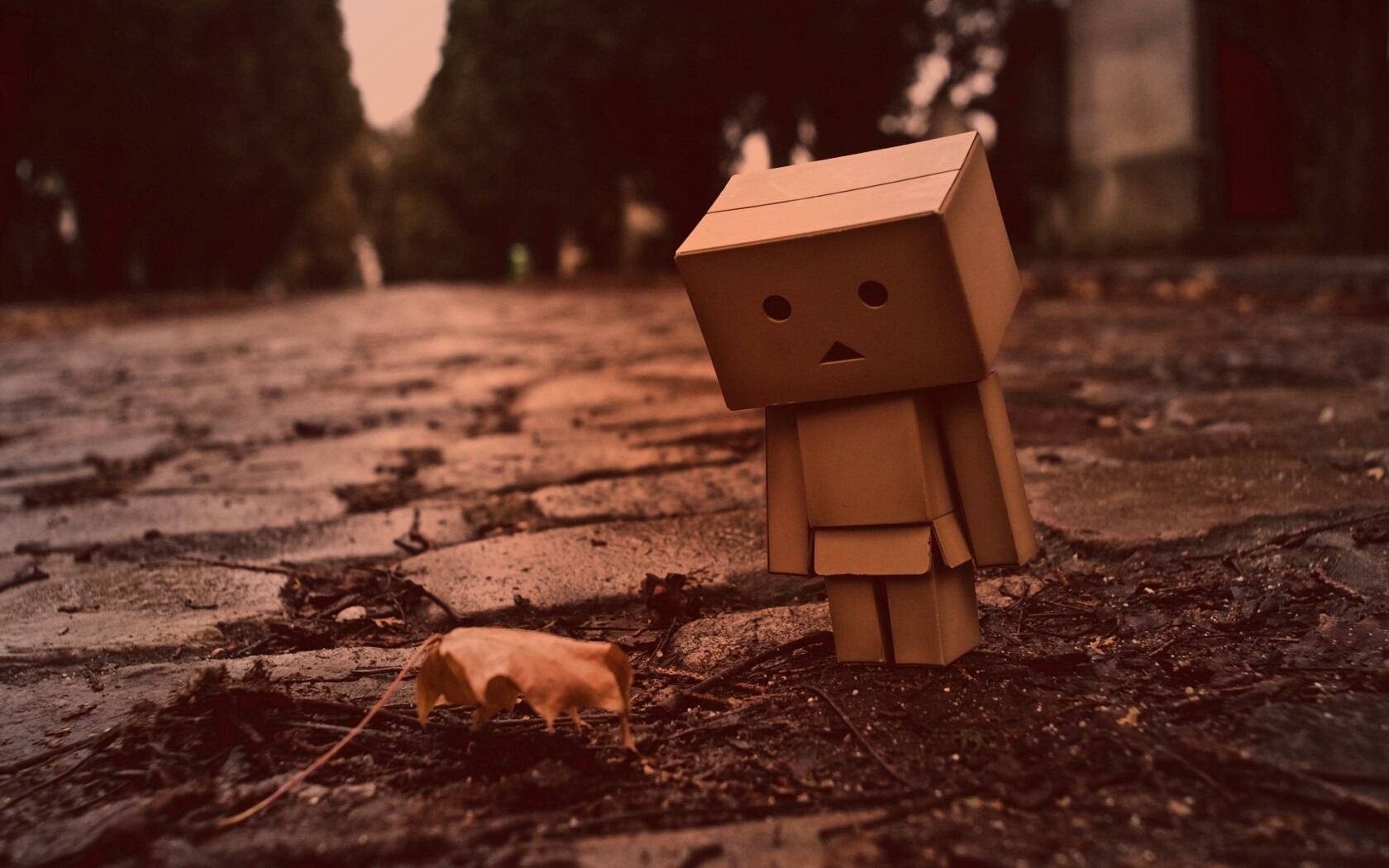 Danbo и первый осенний лист обои
