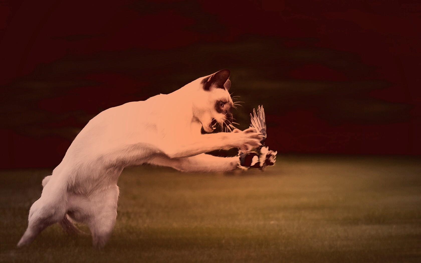 Кошка ловит птичку обои