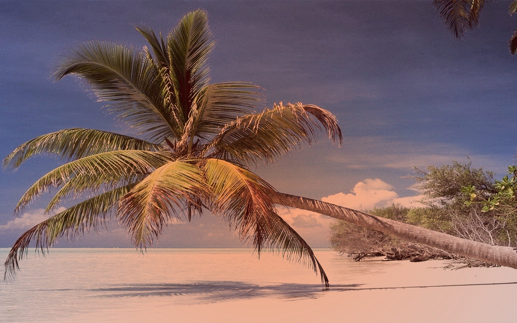 Пальма над водой обои