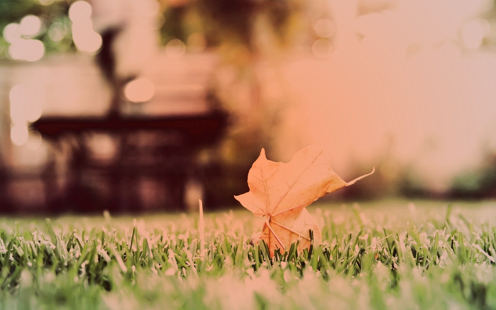 Зеленый лист на траве обои