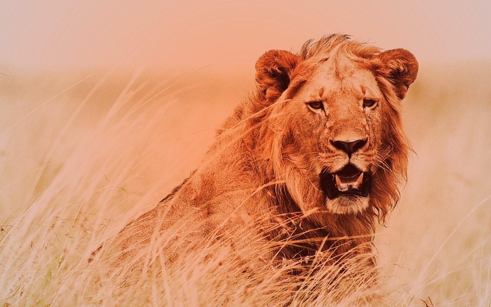 Ярко оранжевый лев обои