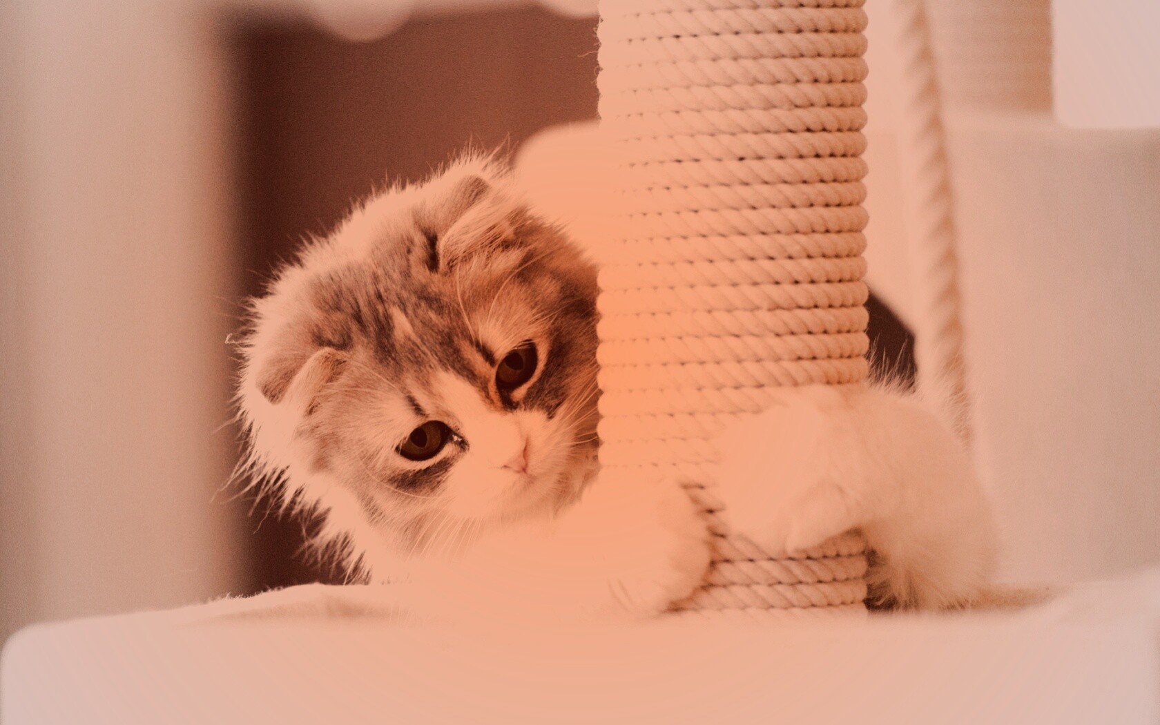 Пушистая кошка с когтеточкой обои