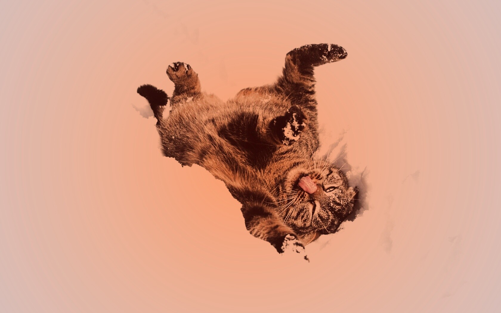 Кот валяется в снегу обои