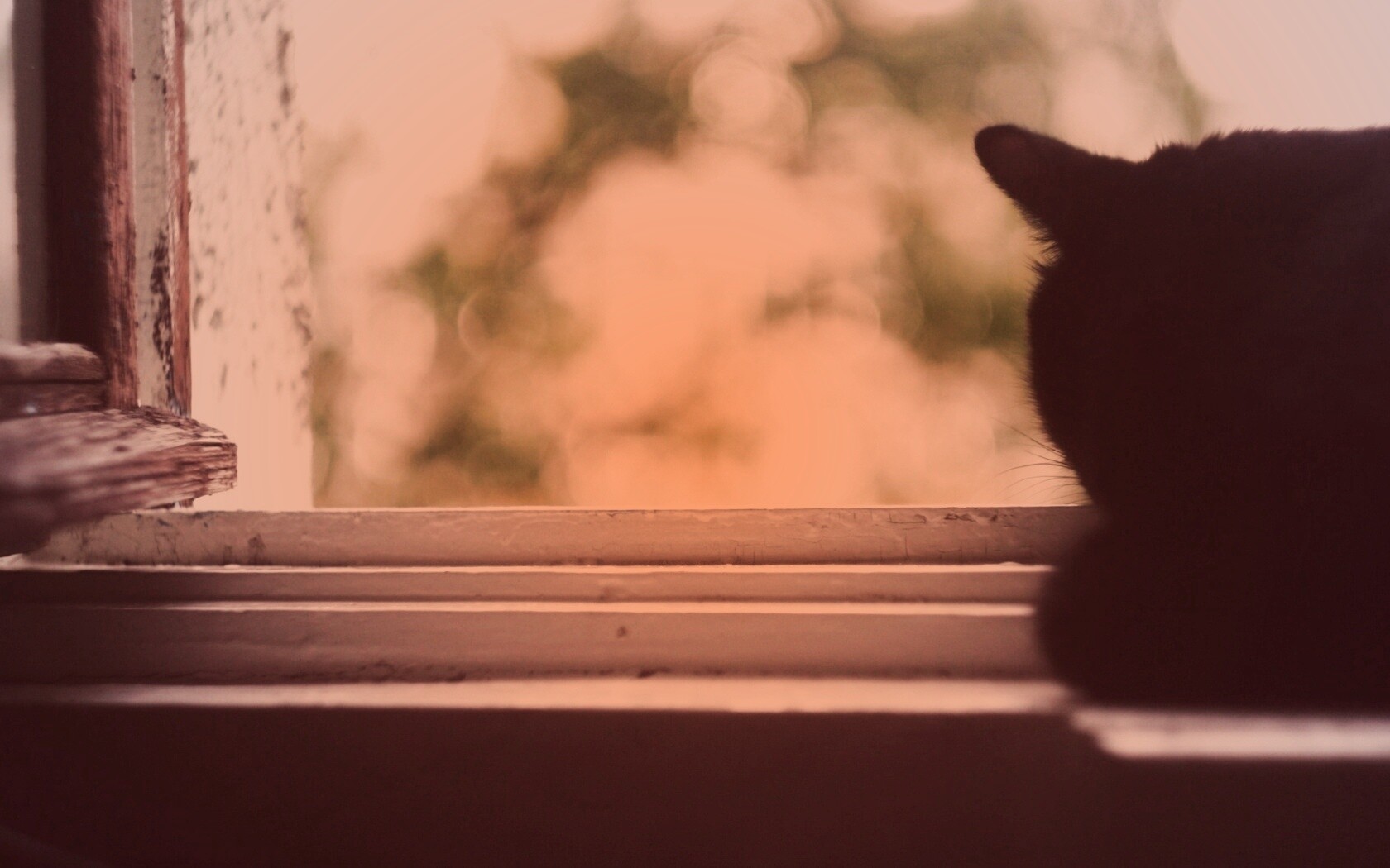 Дремлющий на окне черный кот обои