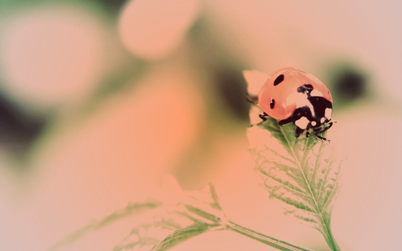 Божья коровка в макро обои