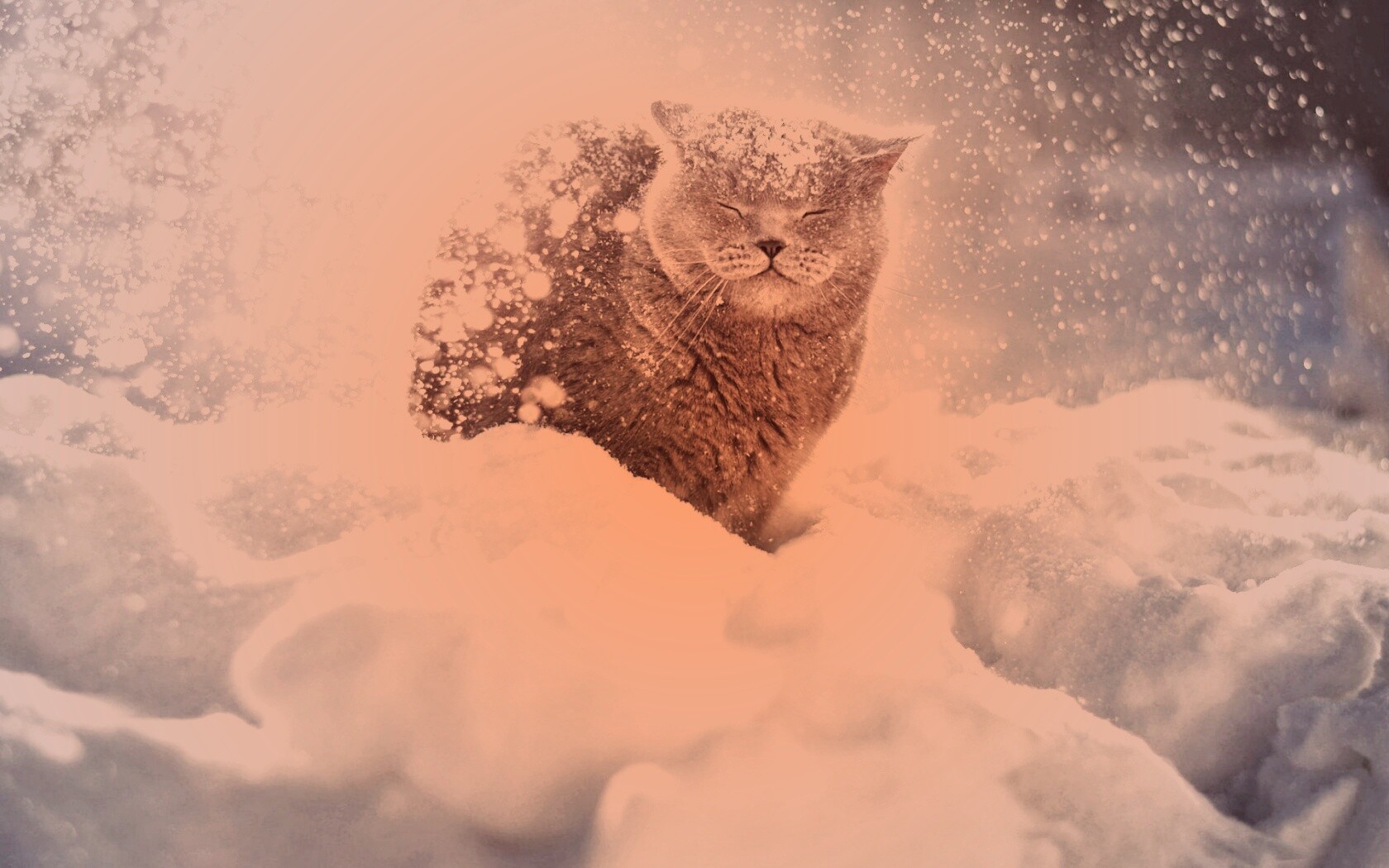 Британце в снегу обои