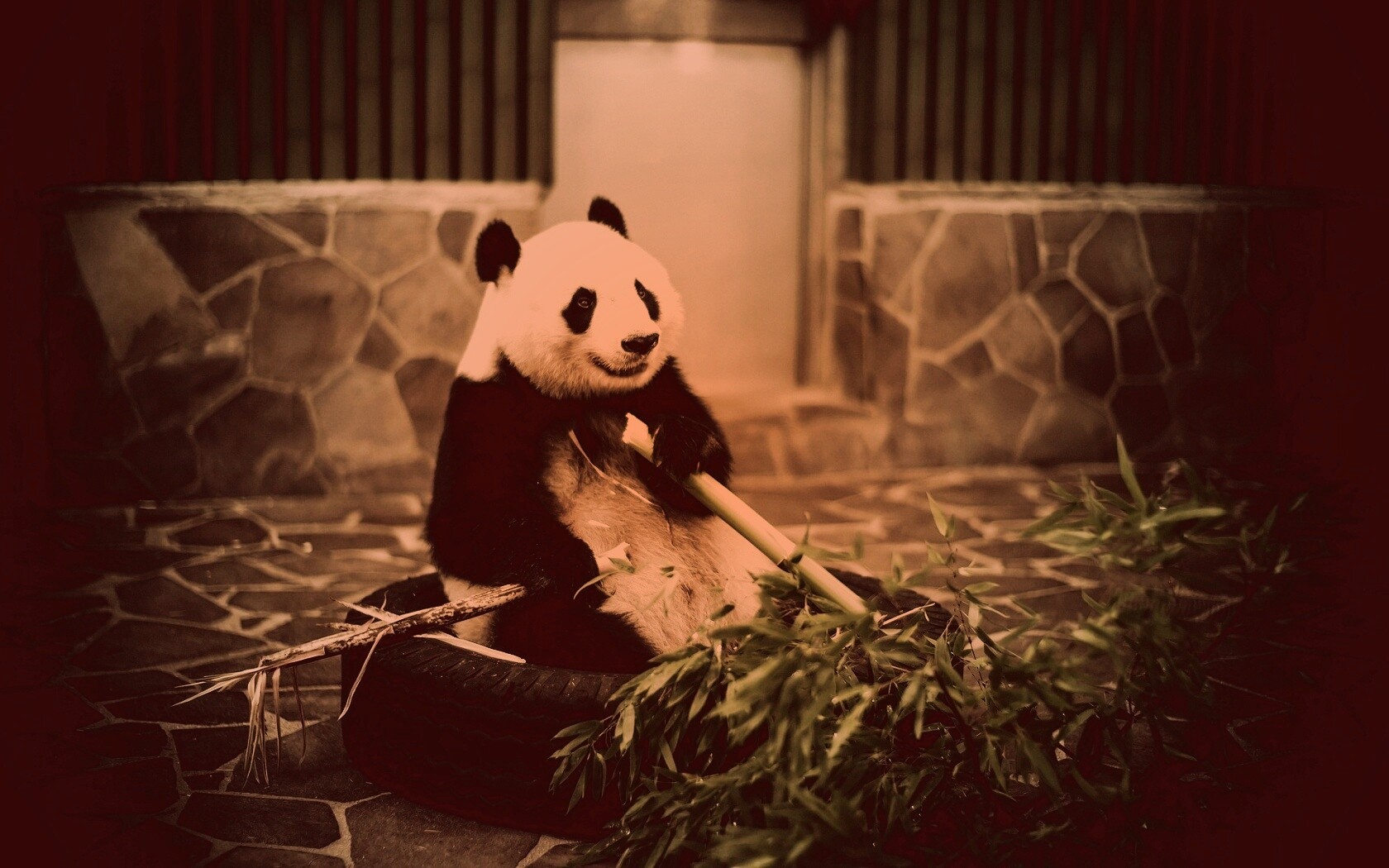Панда точит бамбук обои