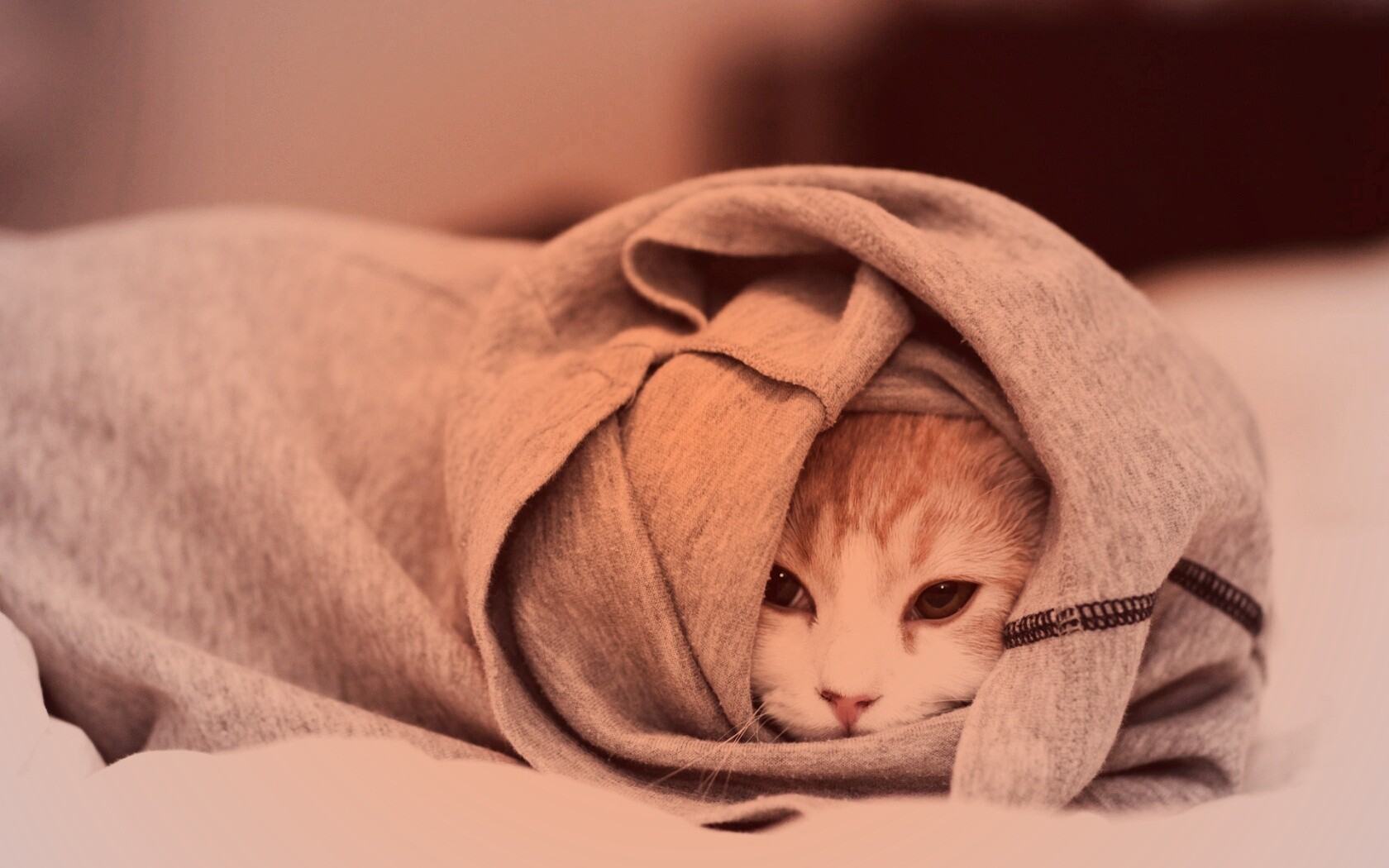 Закутавшийся в футболку кот обои