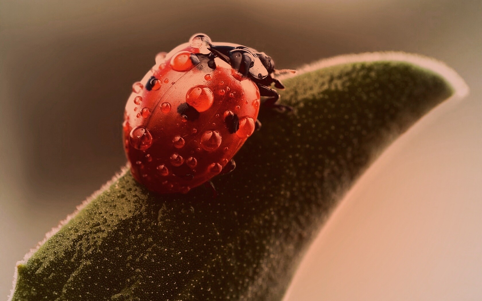 Божья коровка в макро обои