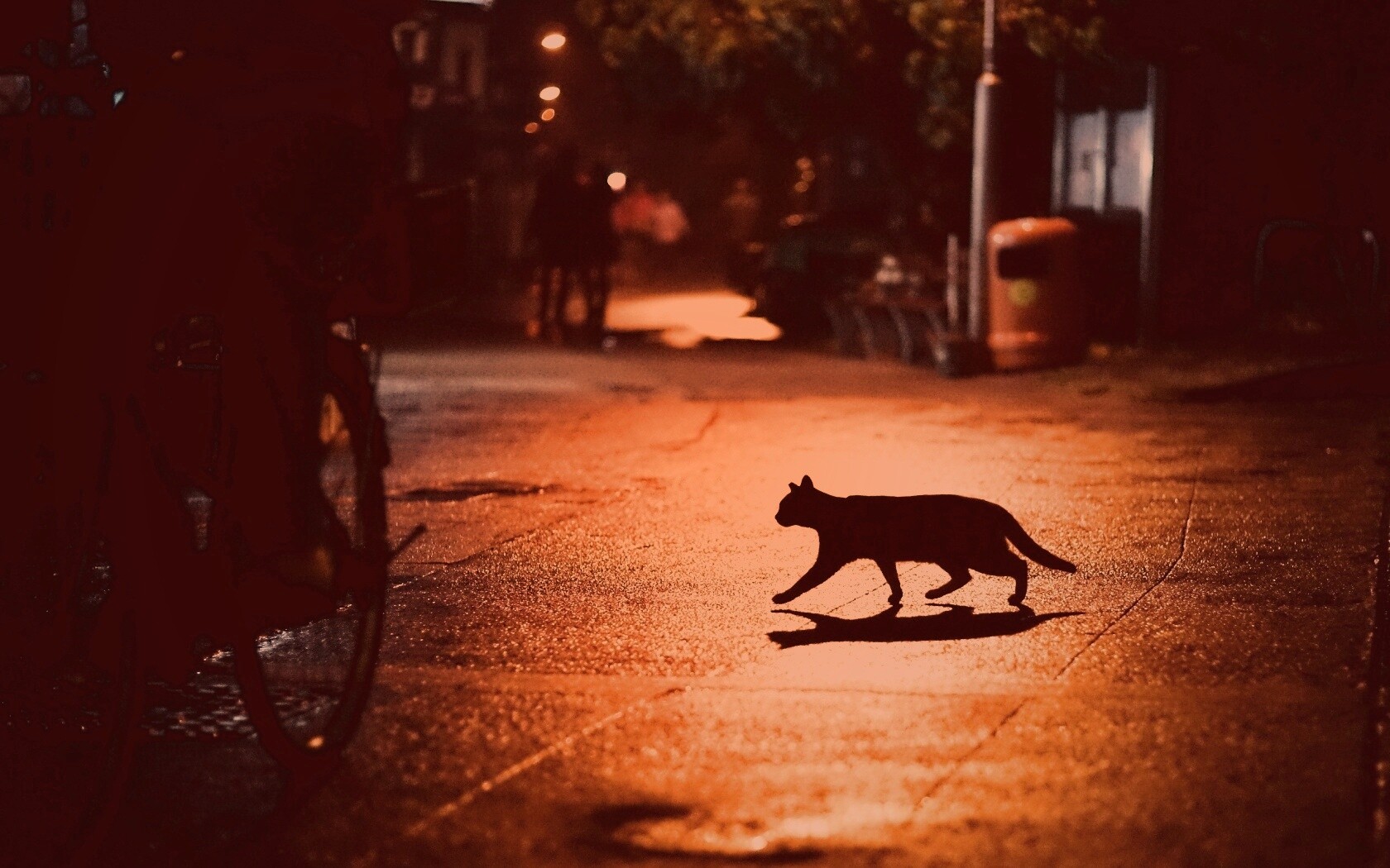 Кошка на ночной улице обои