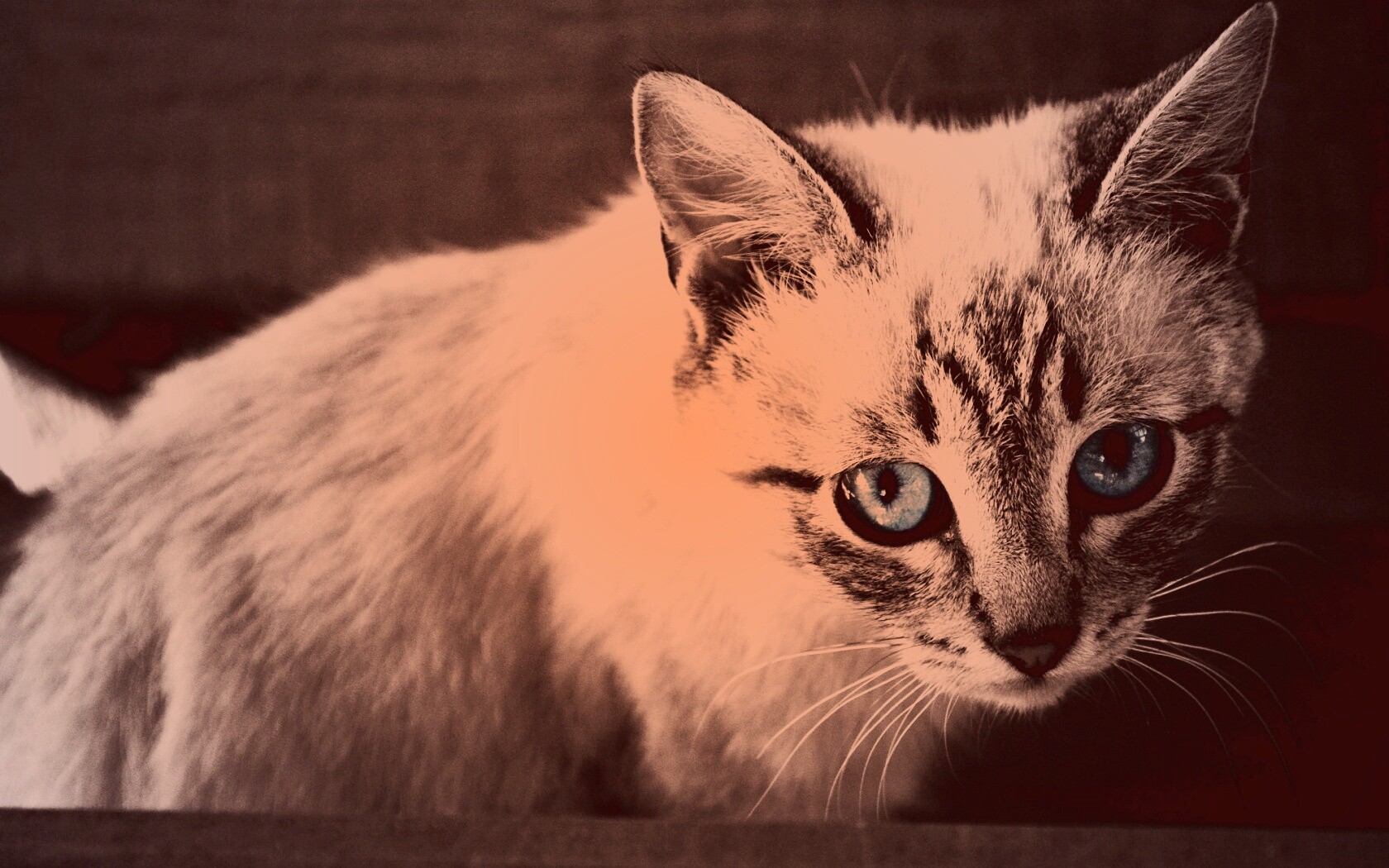 Котенок с синими глазами обои