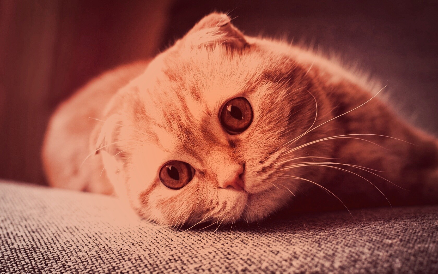 Скоттиш фолд рыжий обои