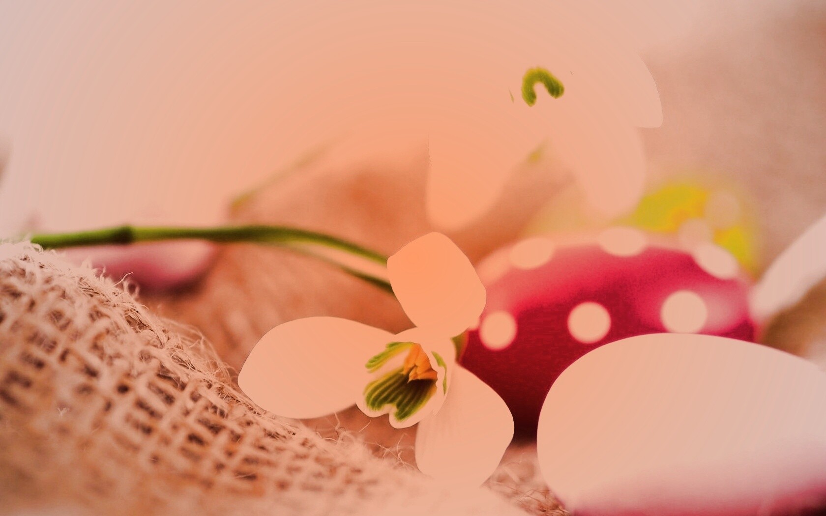 Белый цветок и яйца обои