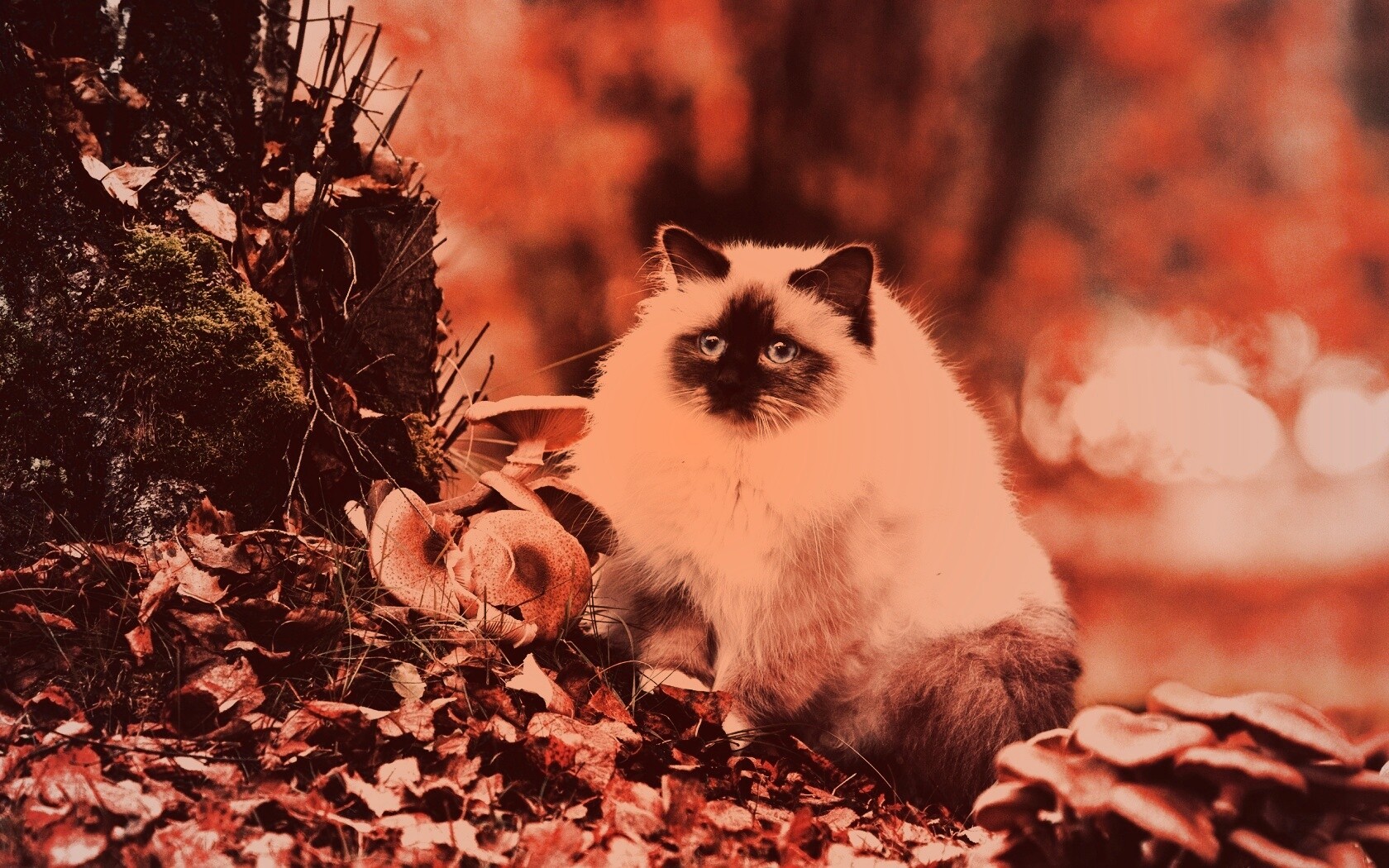 Пушистый кот среди пожелтевшей листвы обои