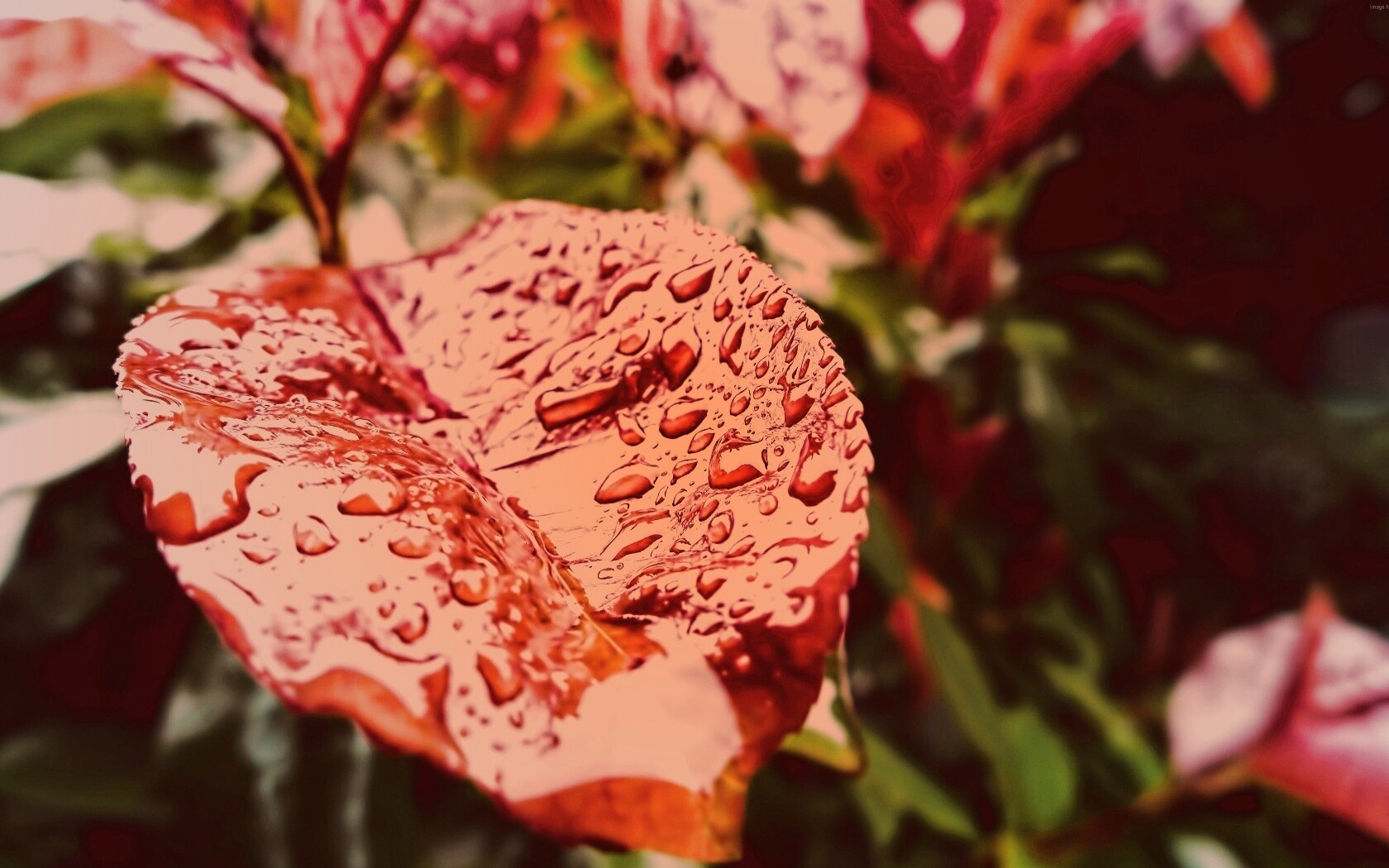 Красный лист в каплях воды обои