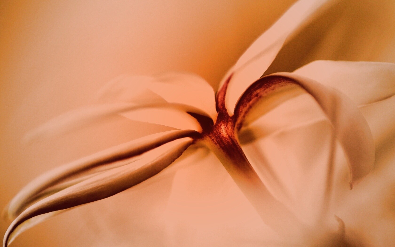 Цветок обои