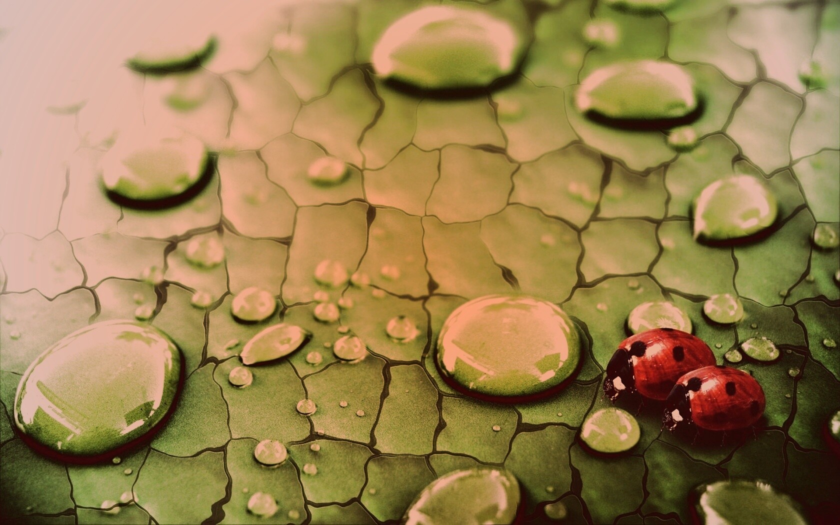 Божьи коровки обои