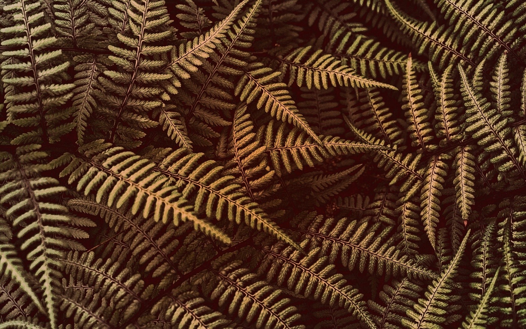 Папоротник обои