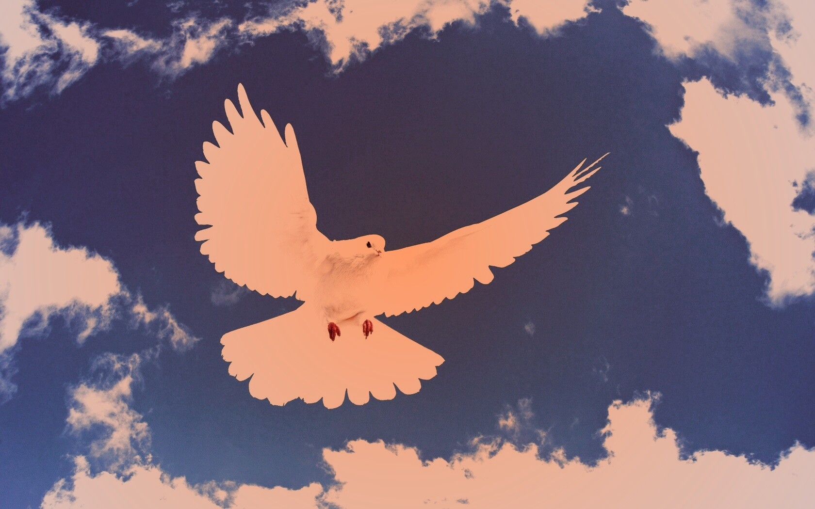 Белый голубь в небе обои