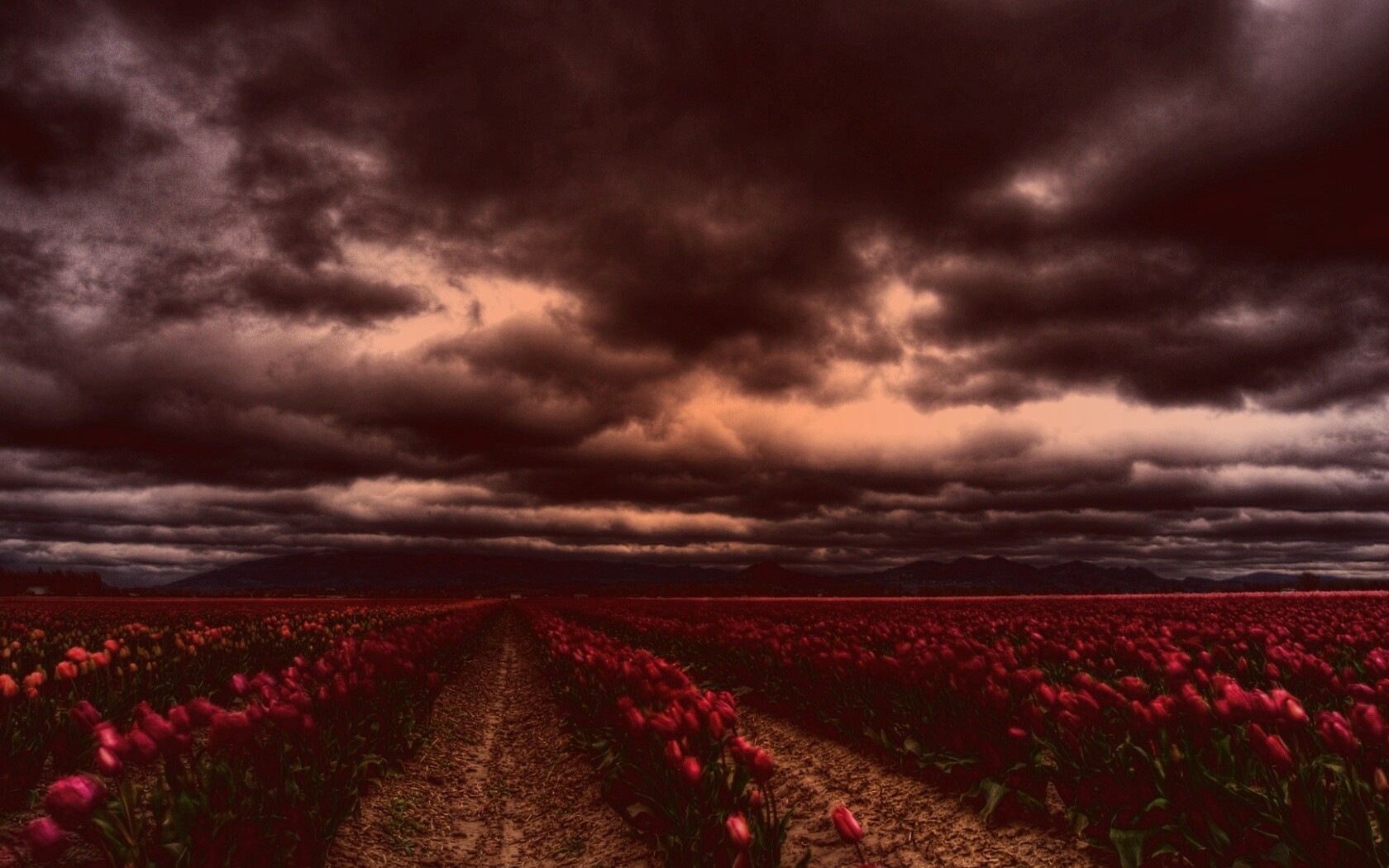 Цветочное поле под грозовым небом обои