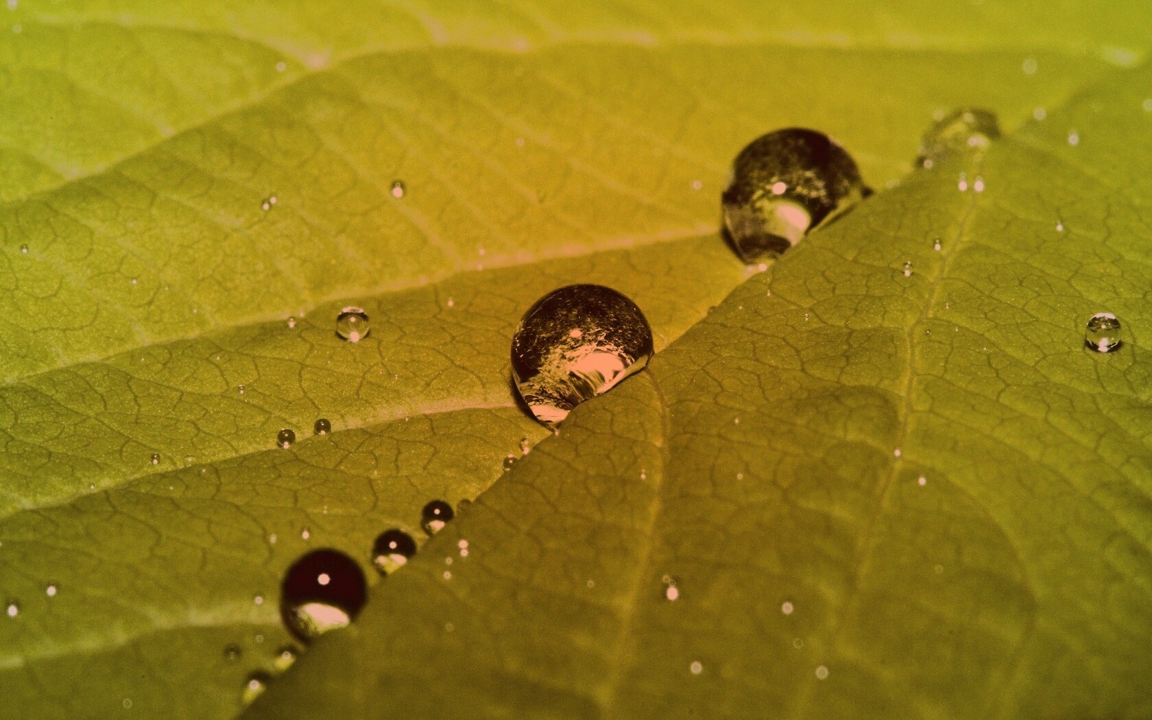 Капли на листе обои