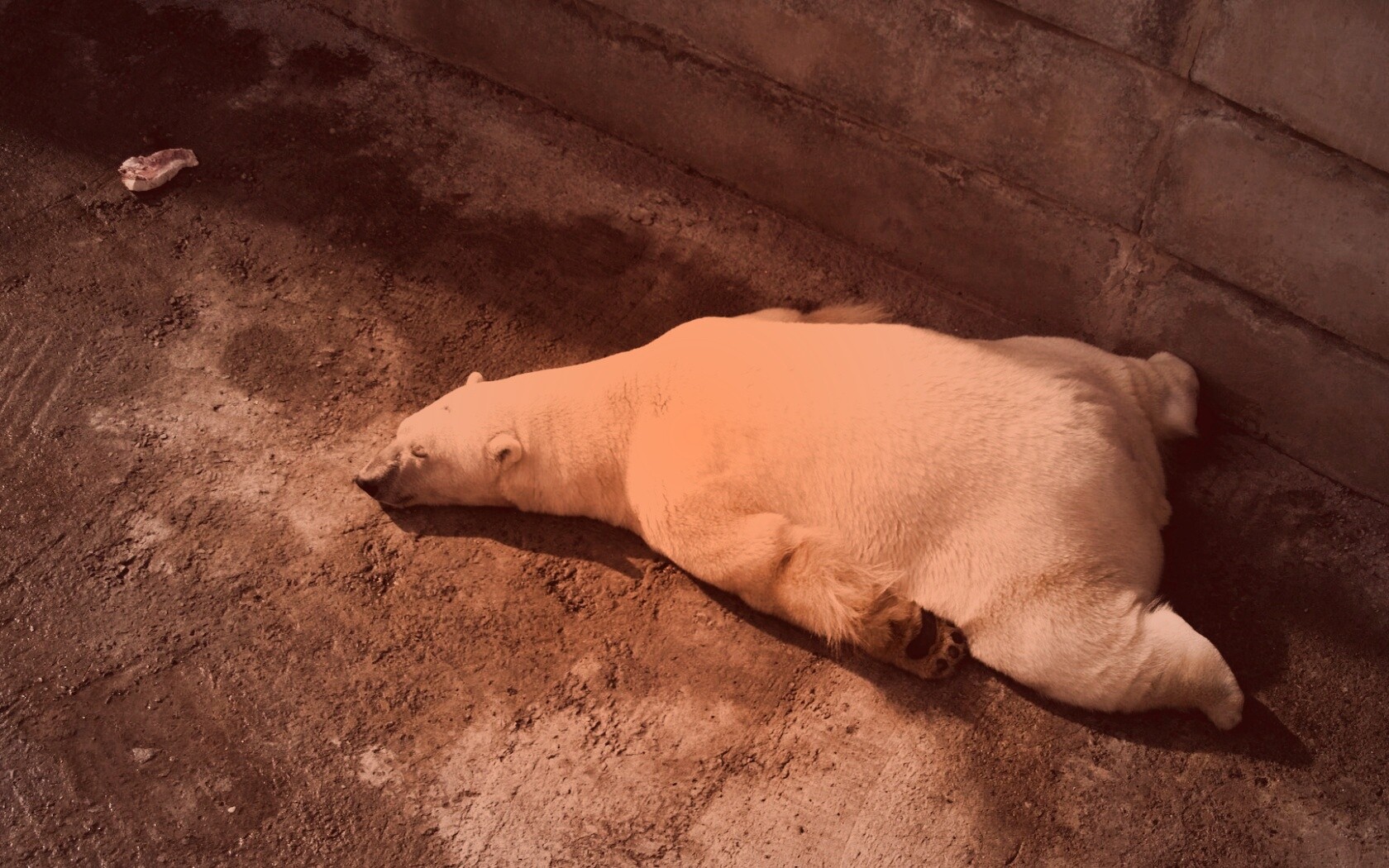 Мы можем их спасти обои