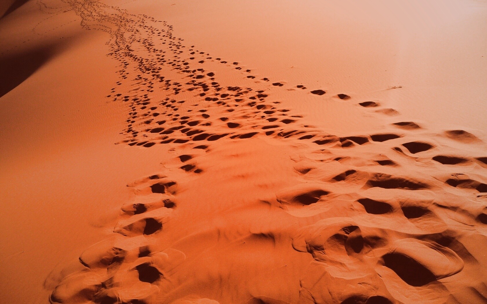 Следы в пустыне обои