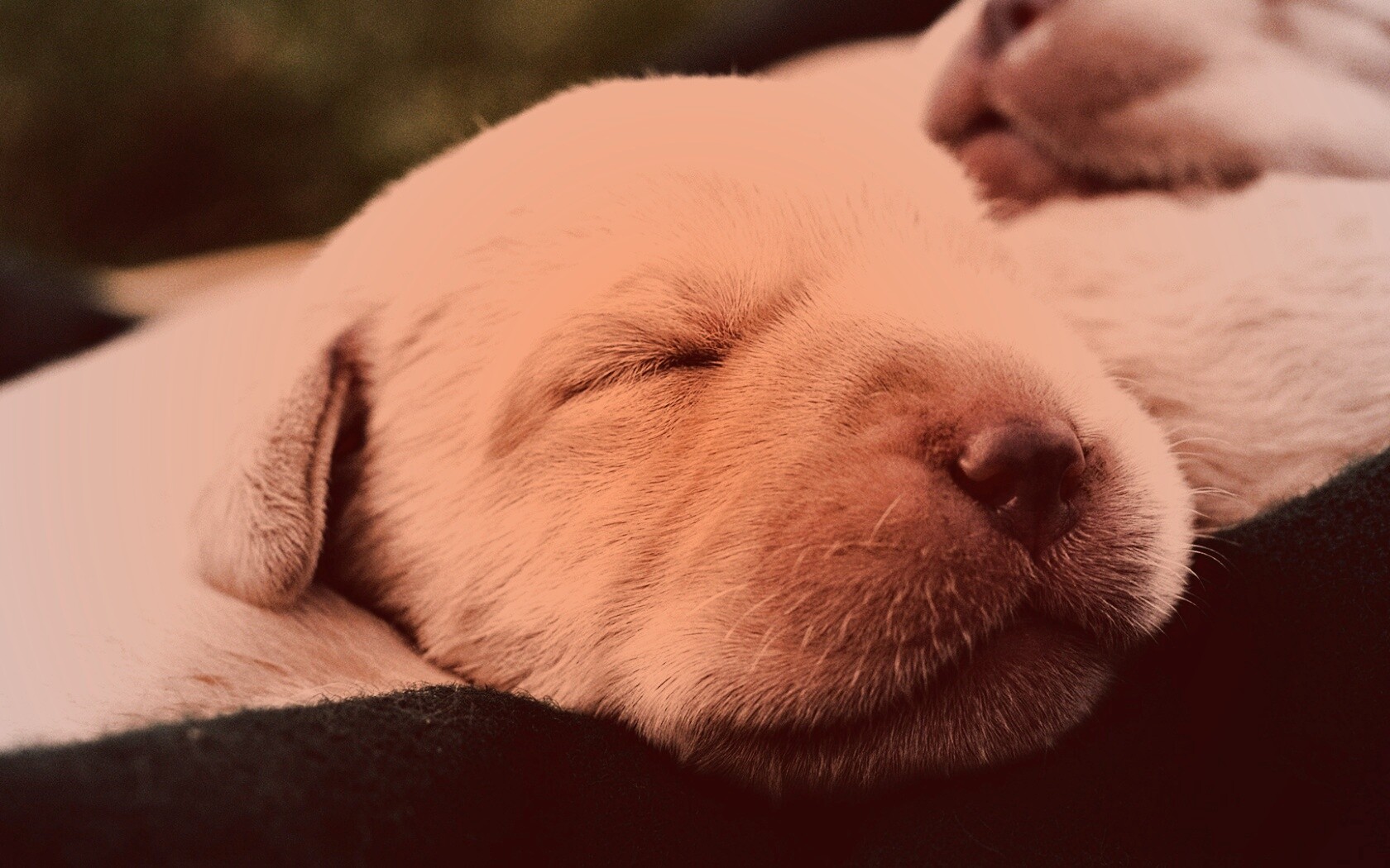 Мордочки симпатичных щенков обои