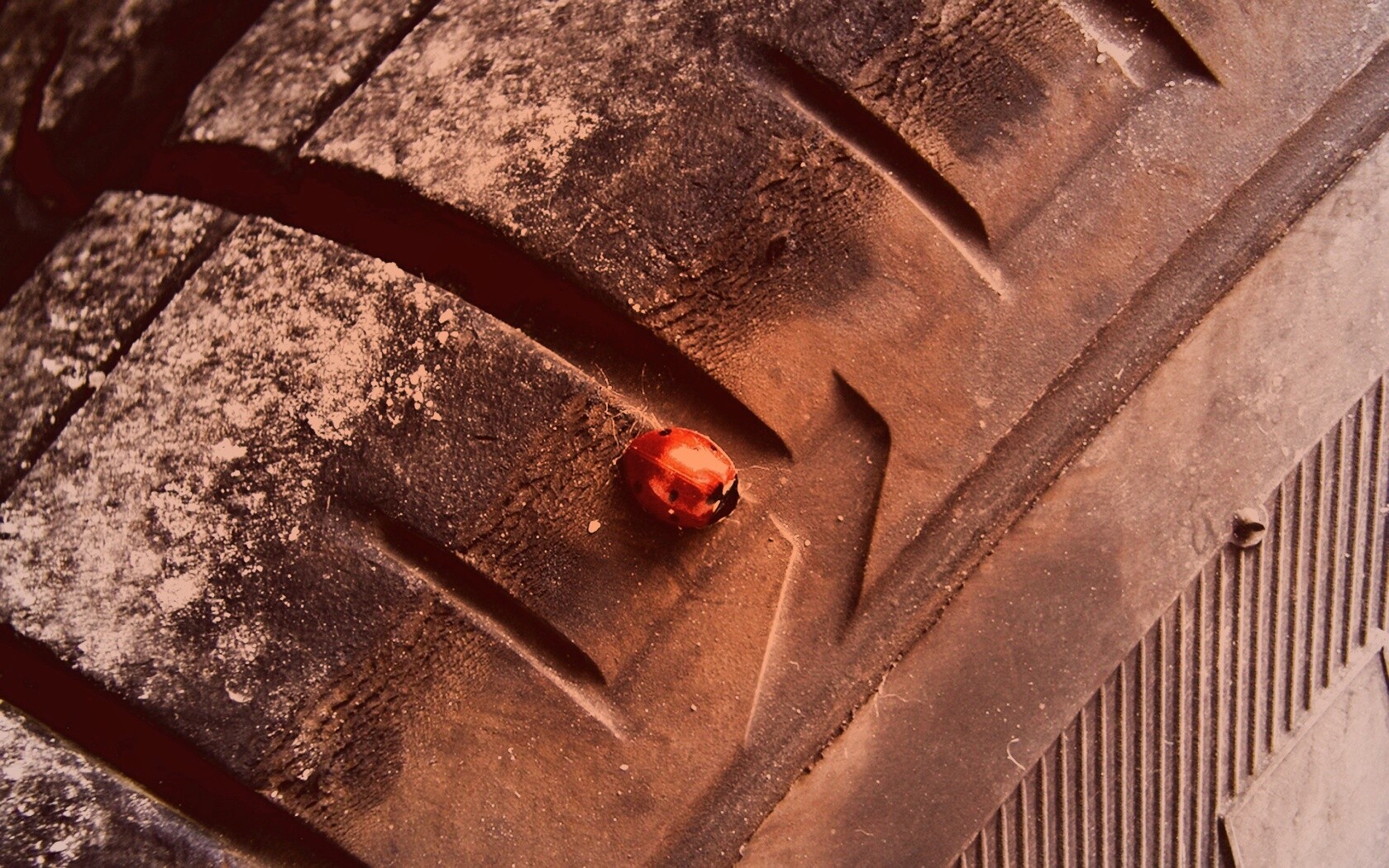 Божья коровка на автомобильной покрышке обои