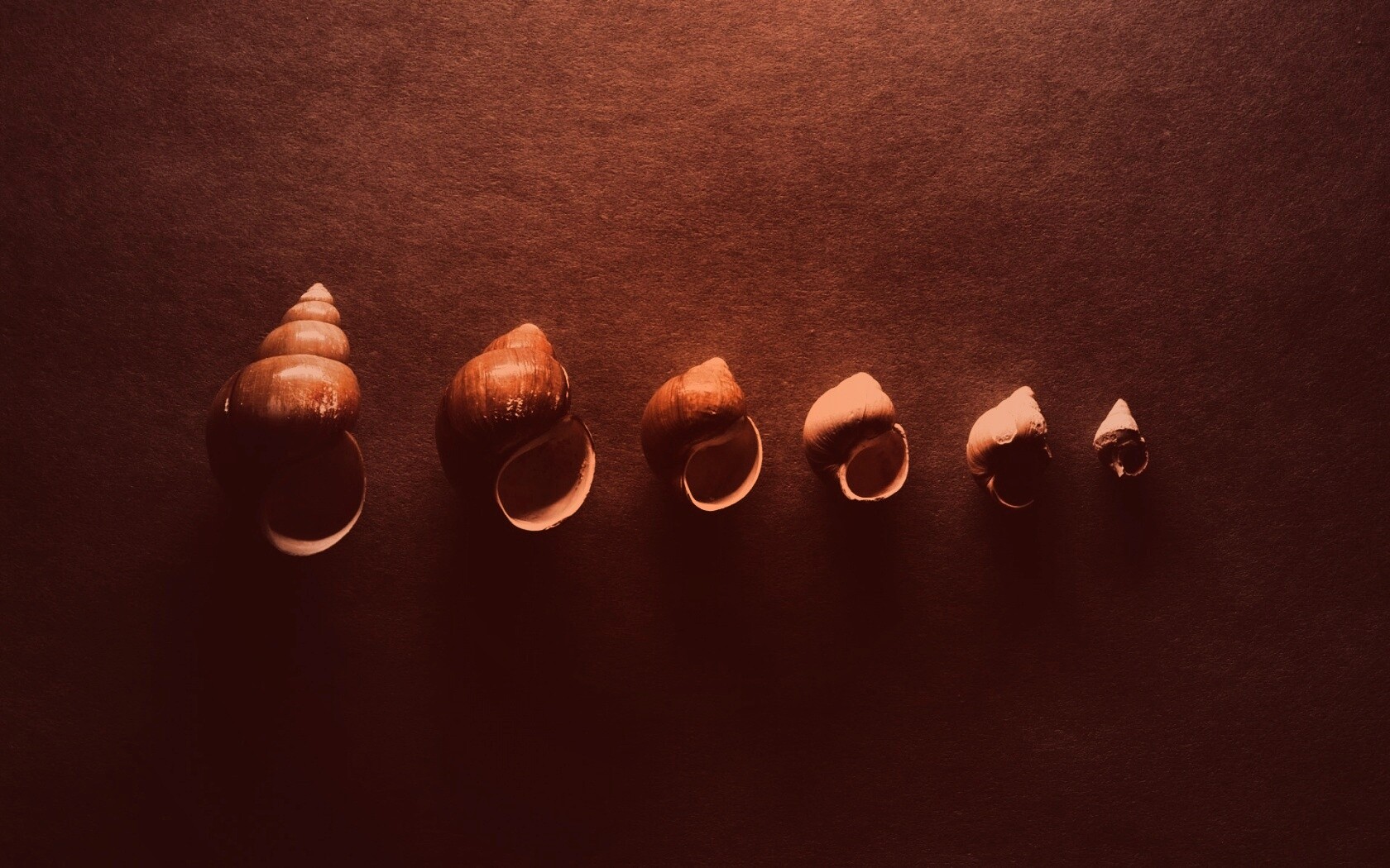 Раковины обои