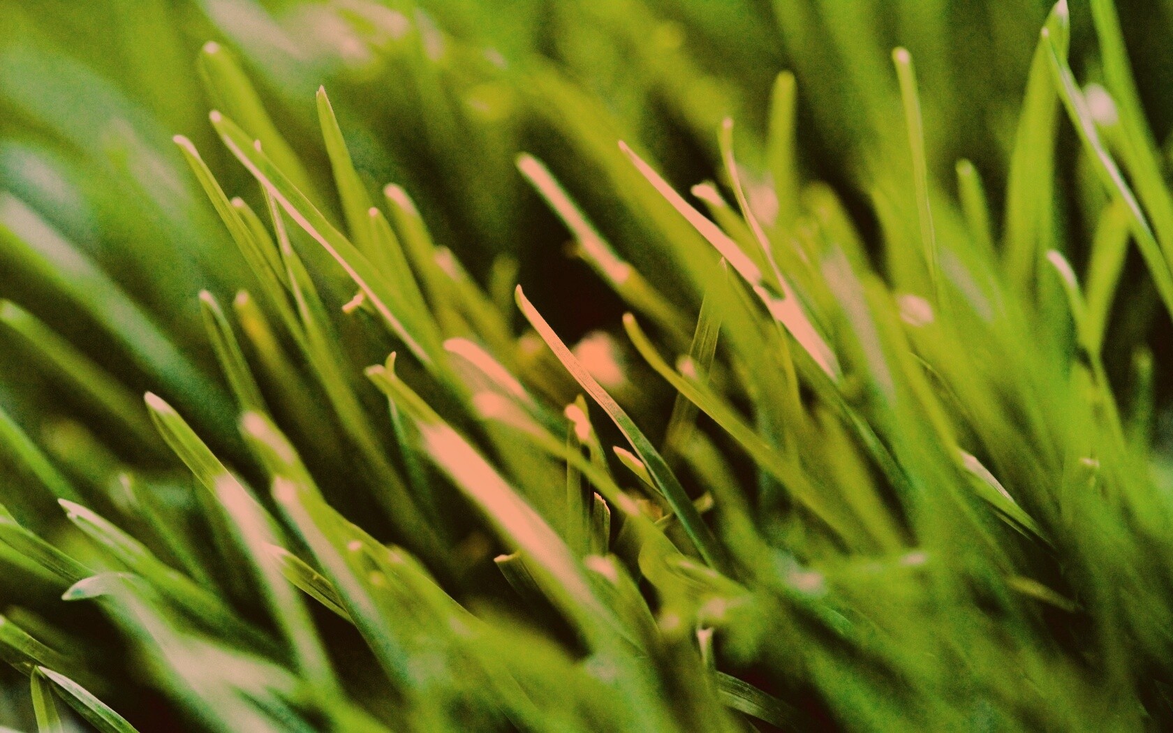 Зеленая свежая трава обои