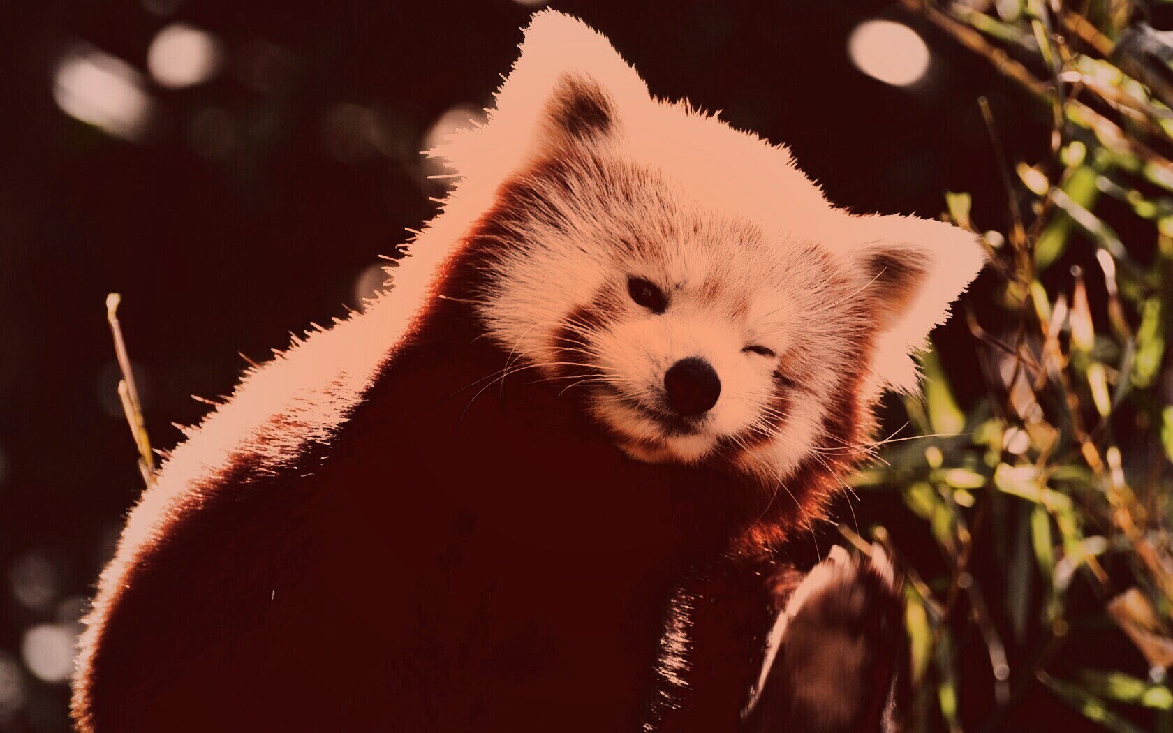 Красная панда подмигивает обои