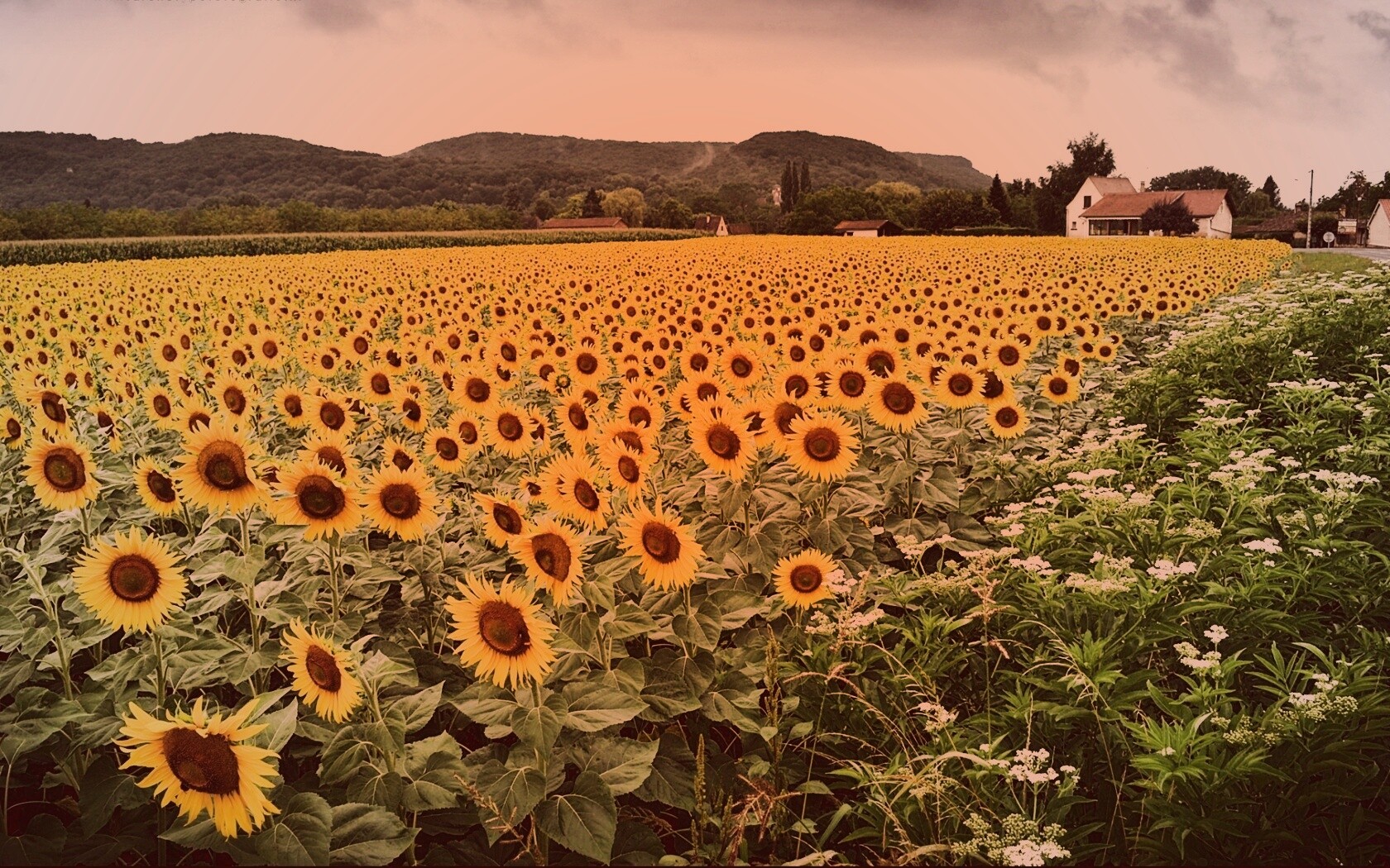 Живописное поле подсолнухов обои