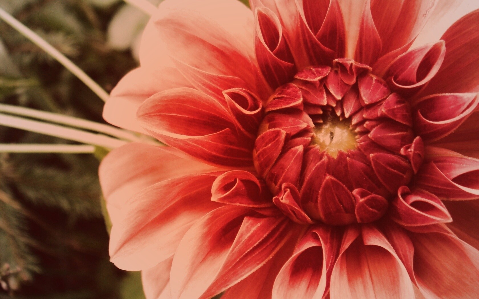 Аленький цветочек обои