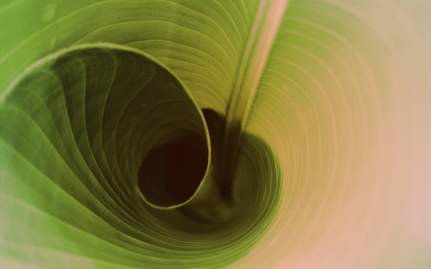 Зеленый лист трубочкой обои