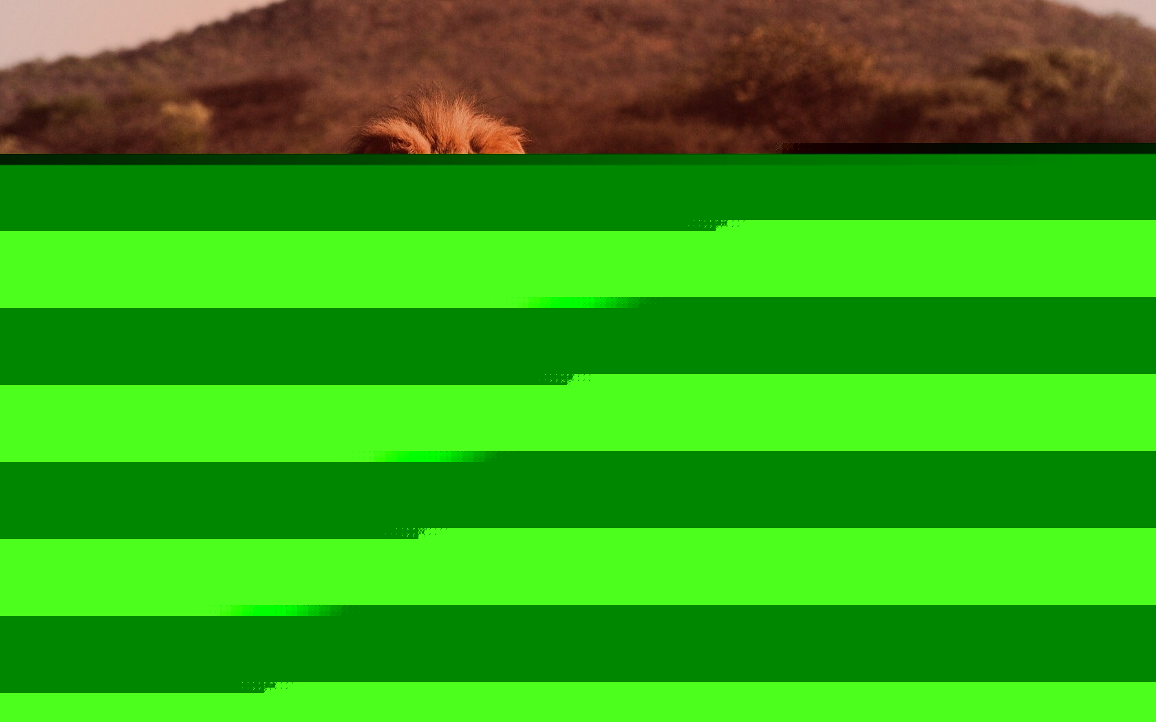 Царь зверей обои