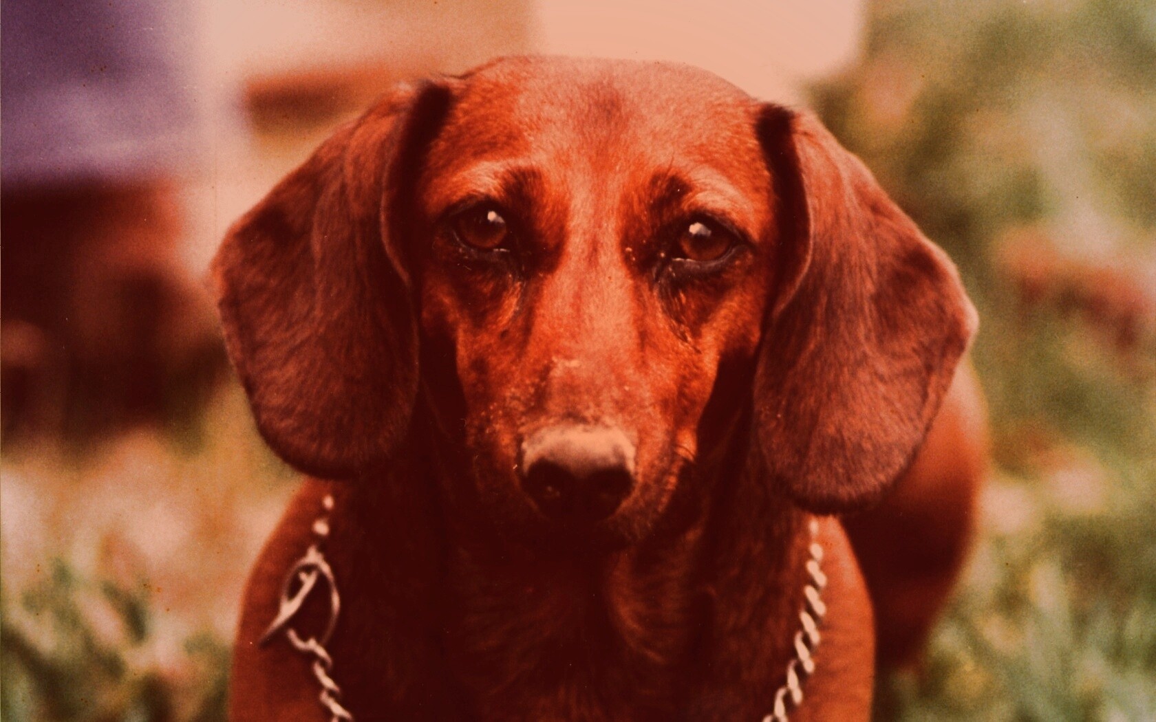 Рыжая такса обои