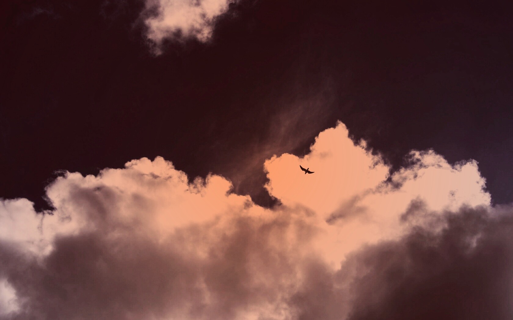 Птица в небе обои