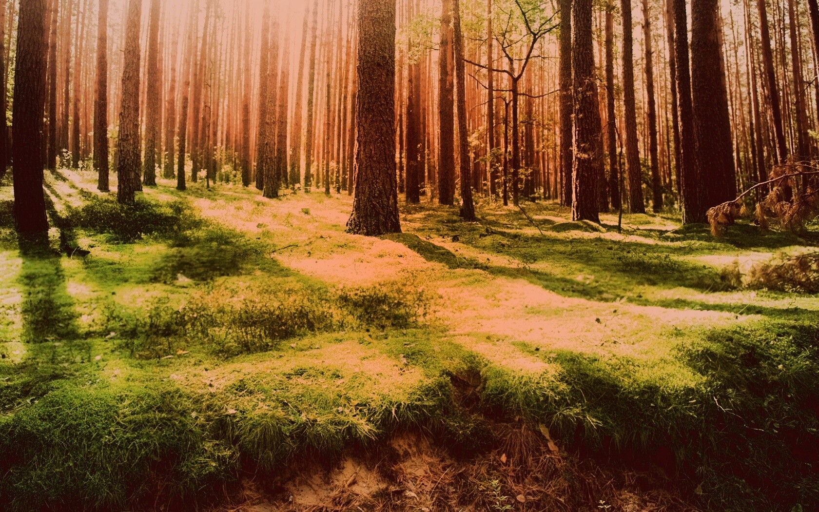 Солнечный лес обои