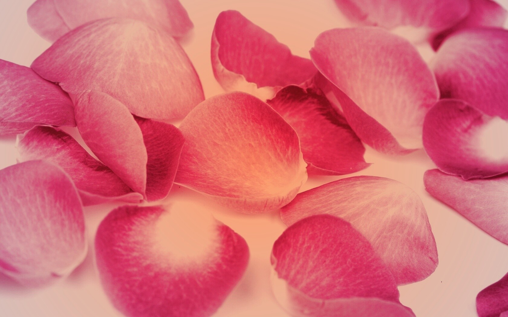 Лепестки розы обои