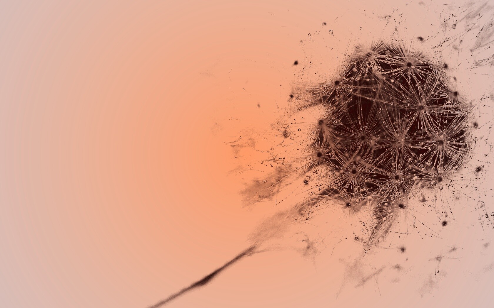 Одуванчик  обои